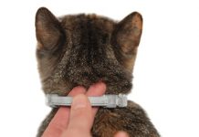 Как выбрать ошейники от блох для кошек