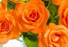 Букет из оранжевых роз: тепло, энергия и стиль в одном цветке